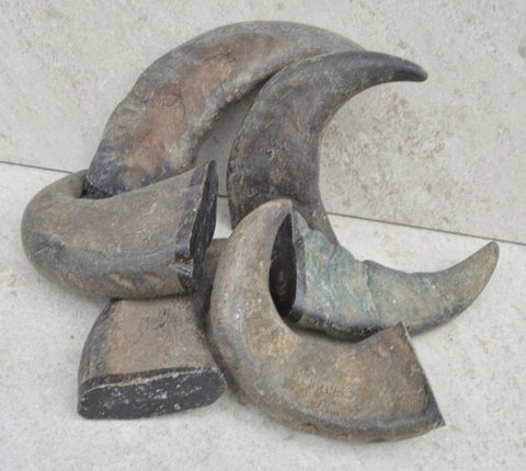 dog_chew_buffalo_horn