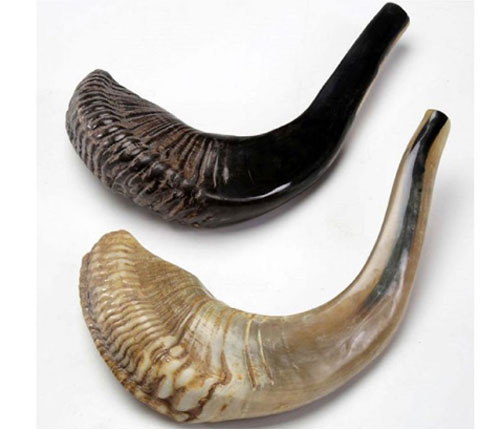 ram_sheep_horns